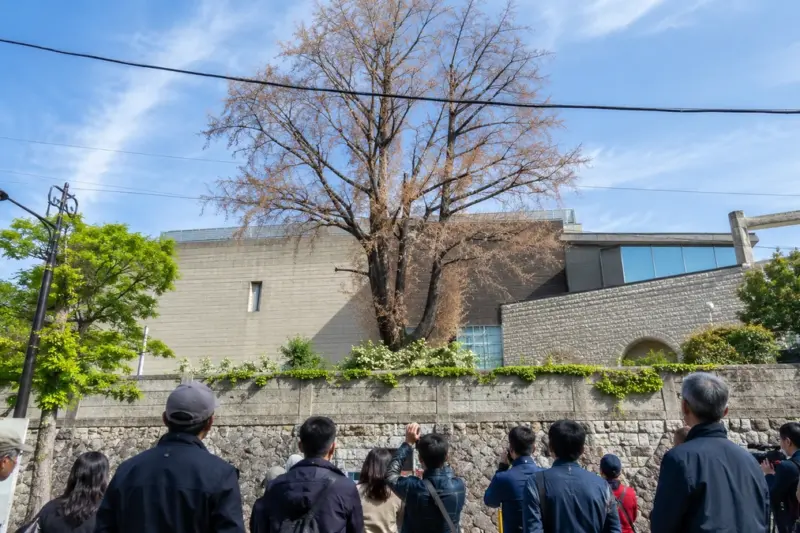 환기미술관 앞 100년 은행나무 독살 의혹…주민들 보호수 지정 촉구