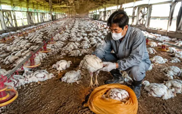 전남광주 폭염에 4개 농가서 가축 1만781마리 폐사 신고